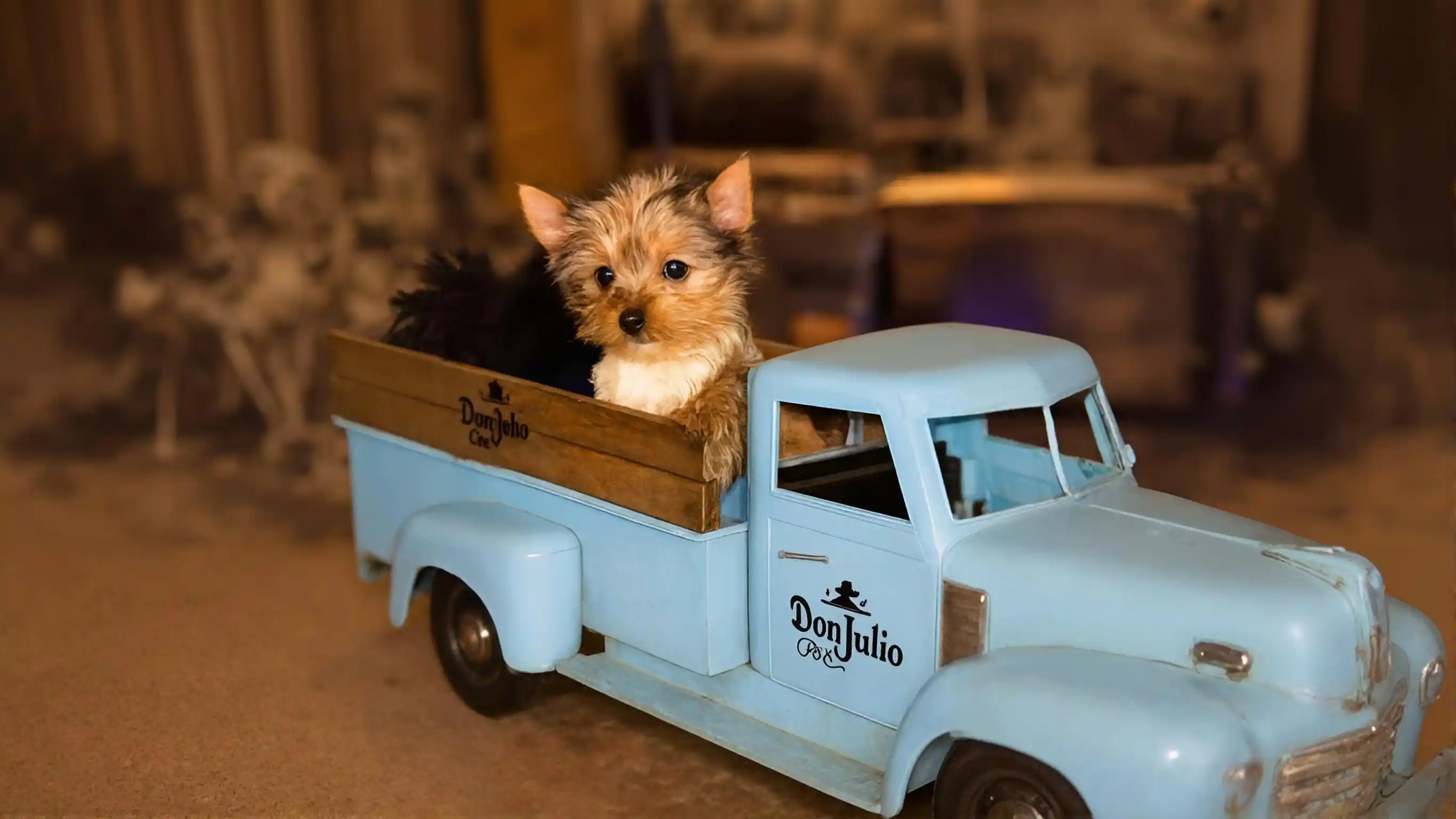 Tea Cups and Toy Puppies