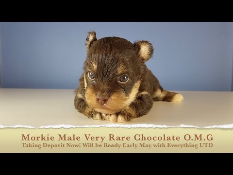X-Tiny! Chocolate Morkie Males , Better Hurry! 4-sale Marietta, GA Tcupsandtoypups.com 770-527-7295